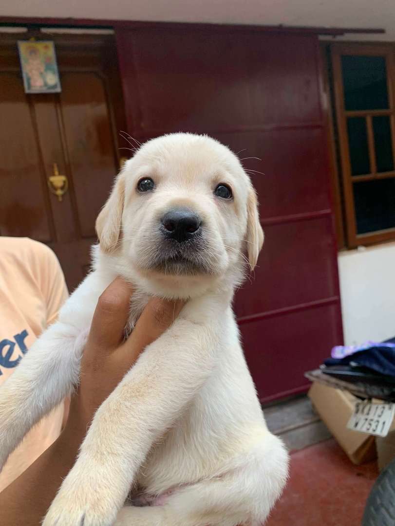 Labrador Retriever For Sale In Bangalore
