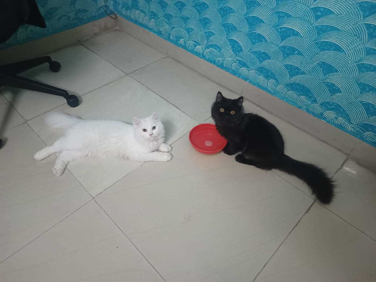 Persian For Adoption In Hyderabad