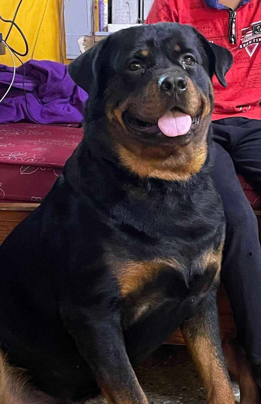 Rottweiler Dogs For Mating In Bangalore