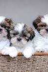 Shih Tzu For Sale In Bangalore