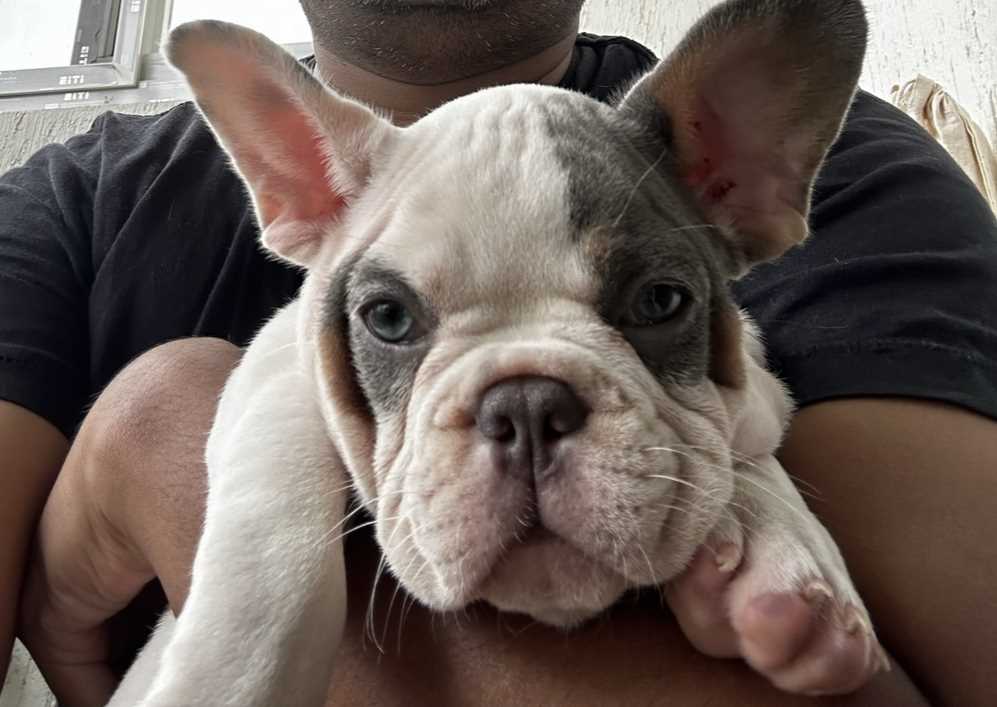 French Bulldog For Sale In Bangalore