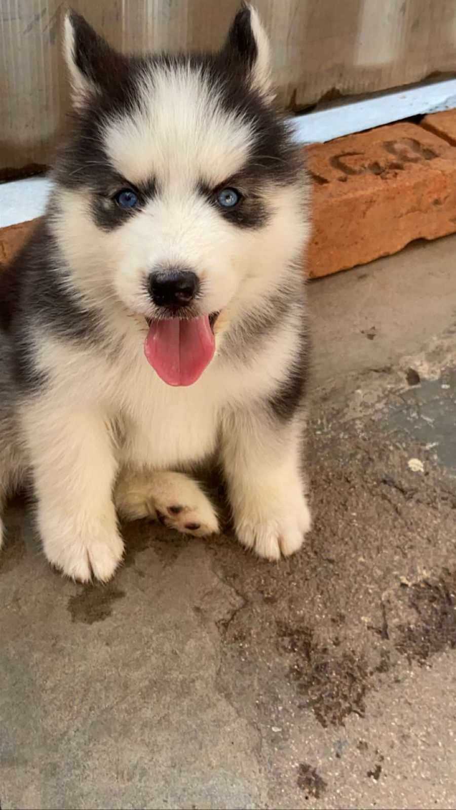 Siberian Husky For Sale In Bangalore
