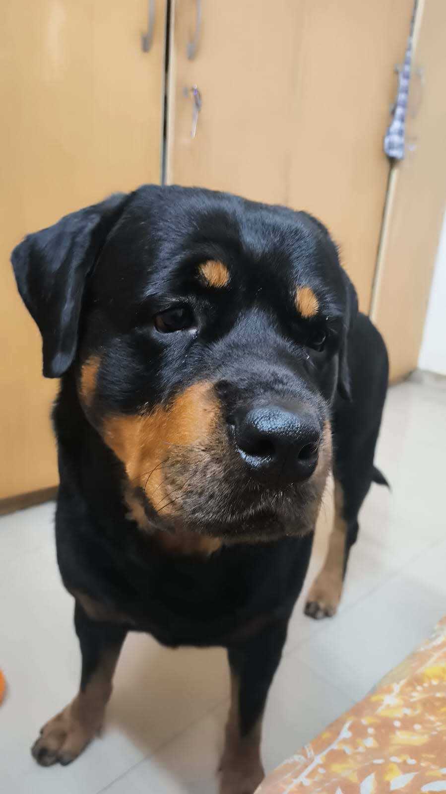 Rottweiler Dogs For Mating In Mumbai