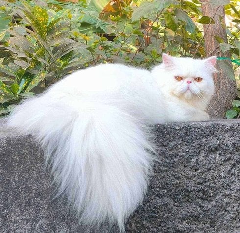 Exotic Shorthair For Sale In Mumbai