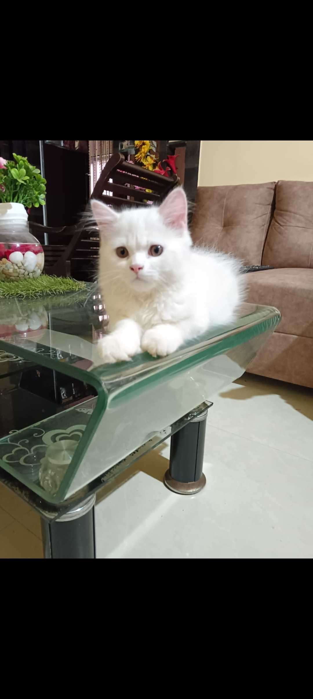 Mr n Mrs Pet