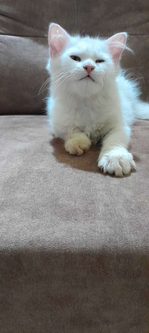 Persian For Sale In Pune
