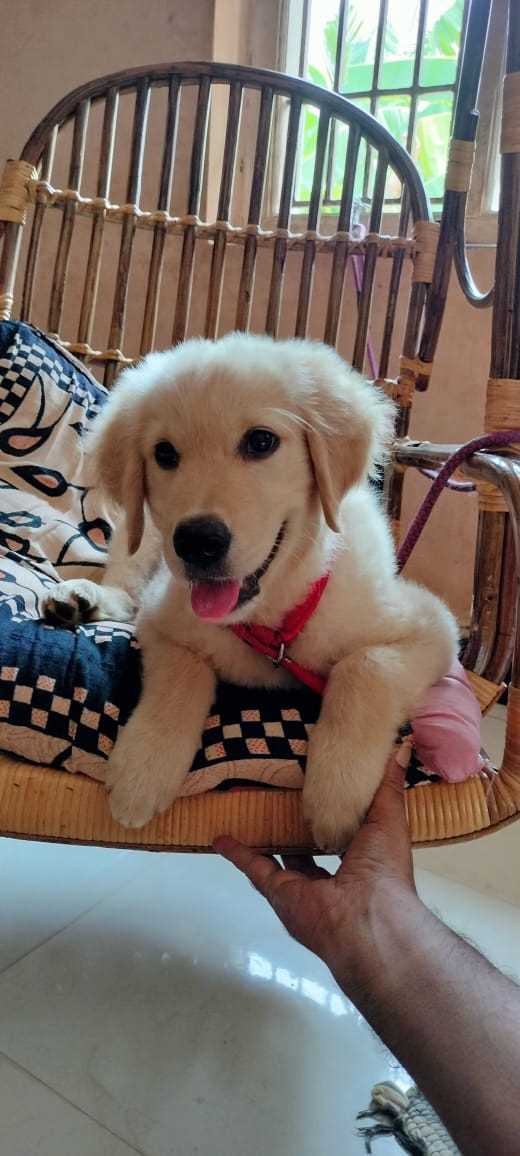 Golden Retriever For Sale In Chennai