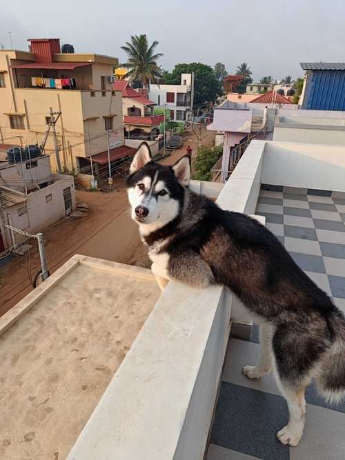Siberian Husky Dogs For Mating In Coimbatore
