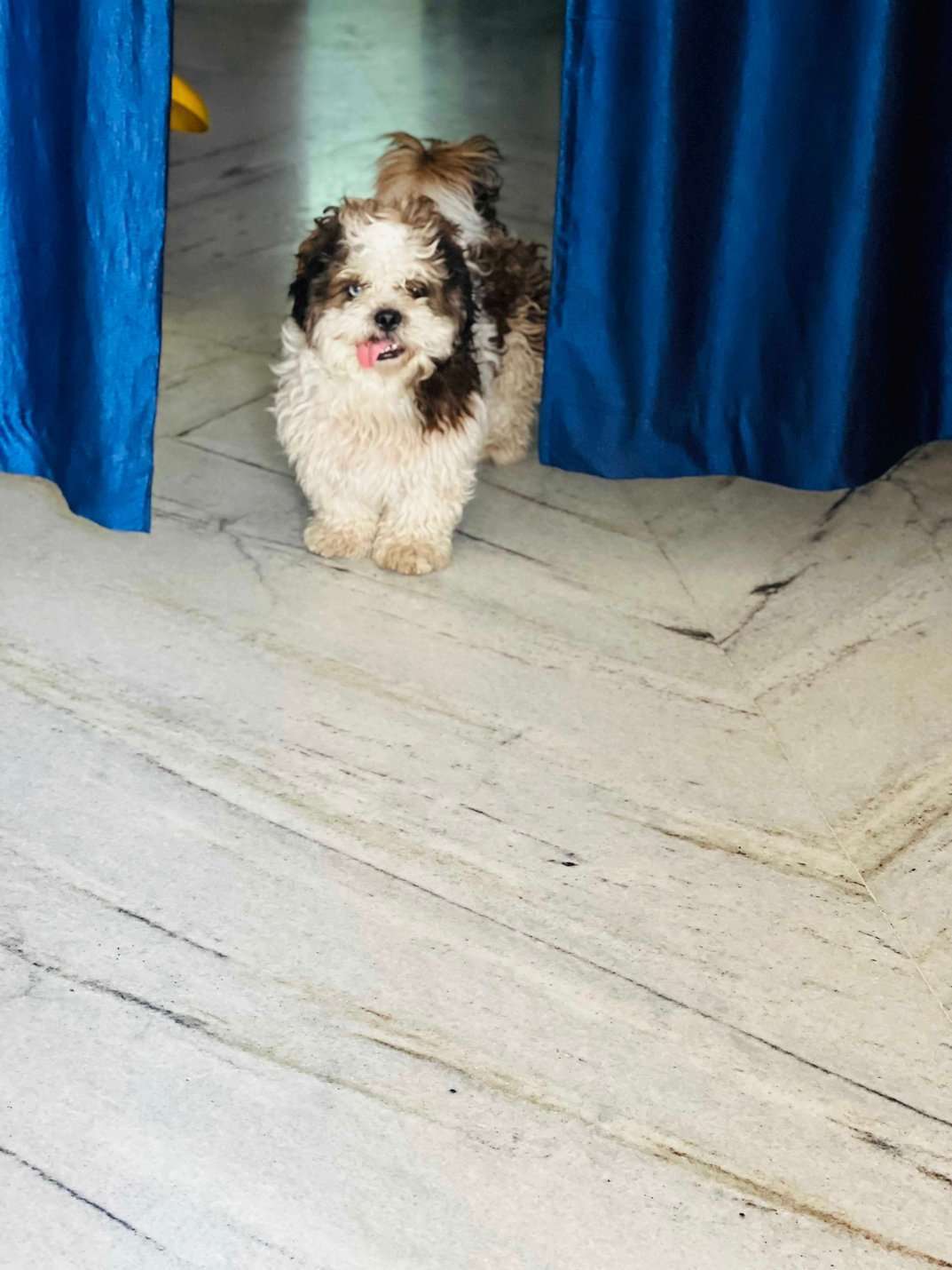 Shih Tzu Dogs For Mating In Hyderabad