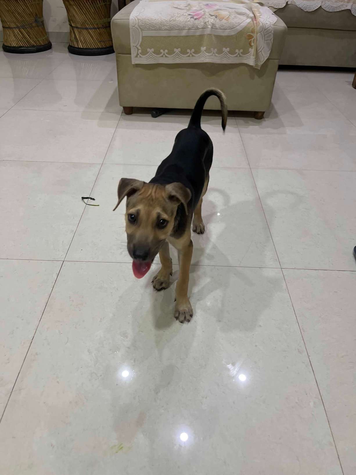 Indian Breed For Adoption In Thane