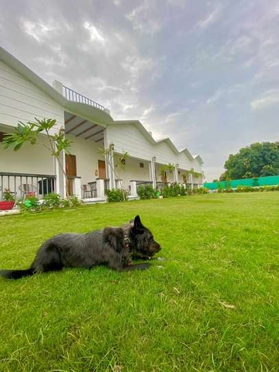Australian Terrier Dogs For Mating In Delhi