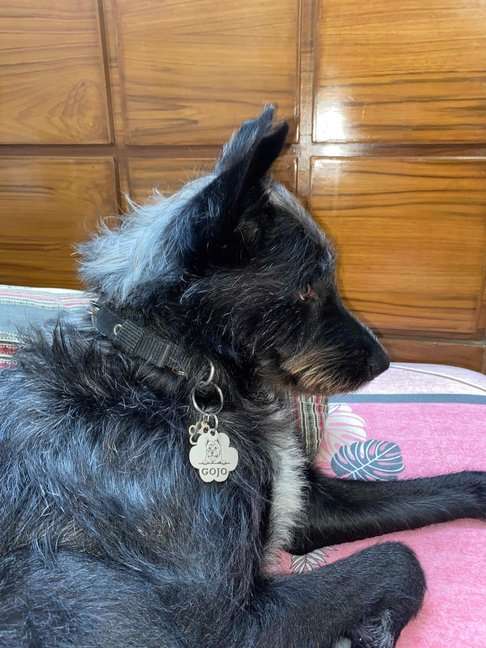 Australian Terrier Dogs For Mating In Delhi