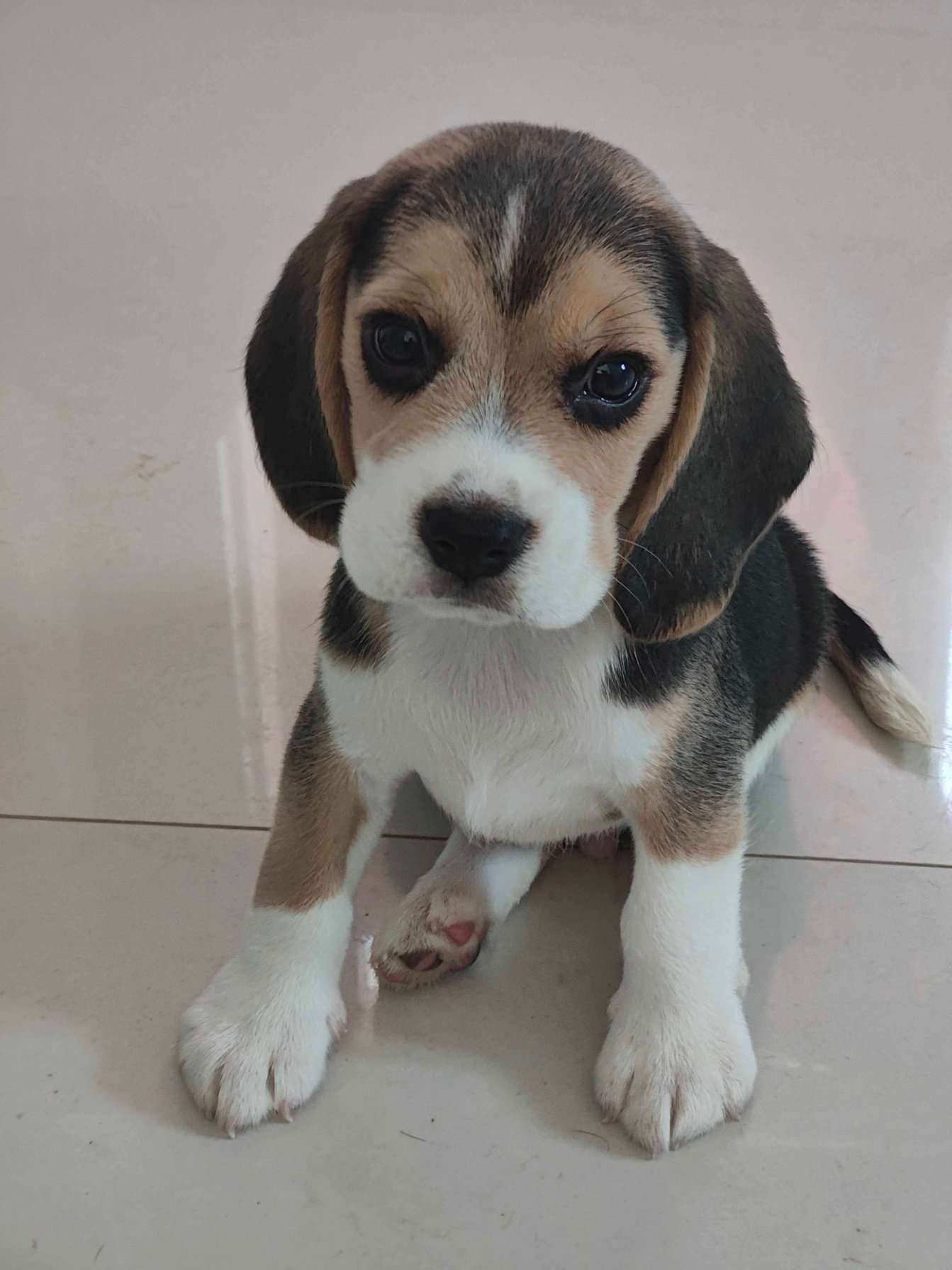 Beagle For Sale In Bangalore