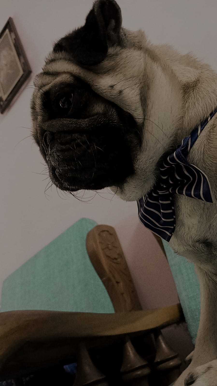 Pug Dogs For Mating In Bangalore