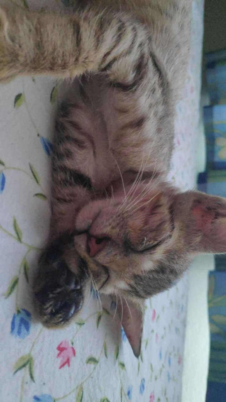 Indian Breed For Adoption In Hyderabad