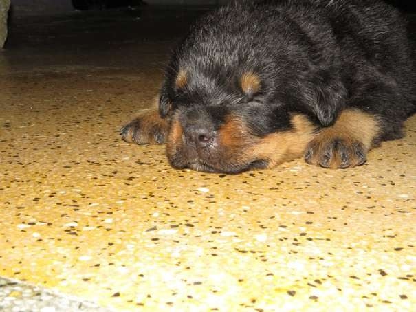 Rottweiler For Sale In Amritsar