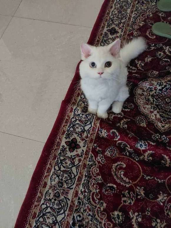 Persian For Sale In Lucknow