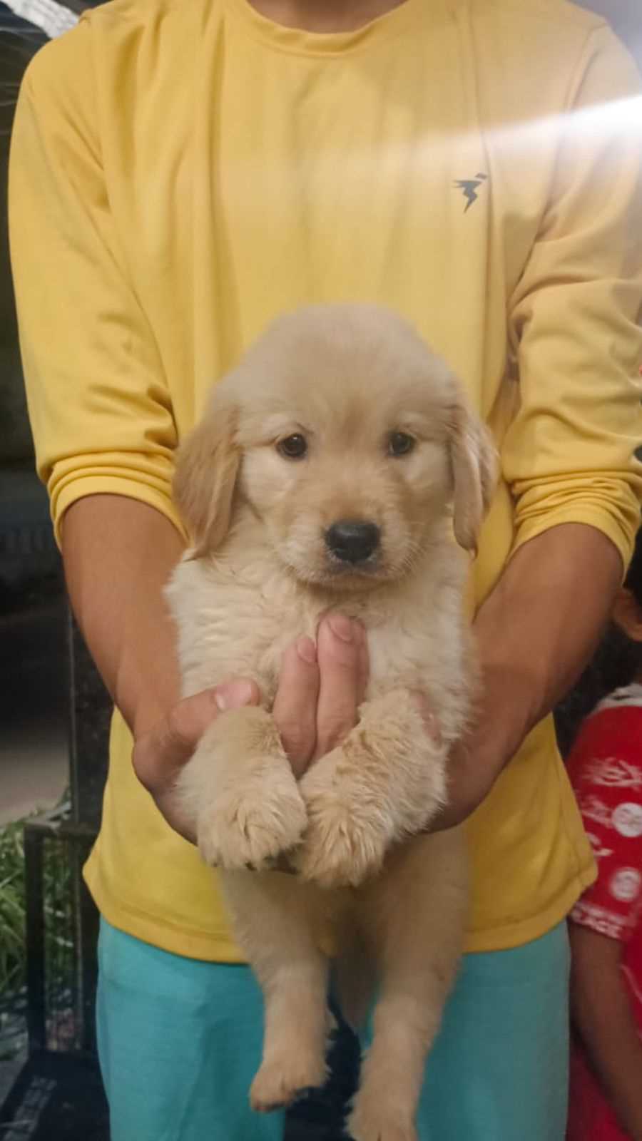 Golden Retriever For Sale In Hyderabad