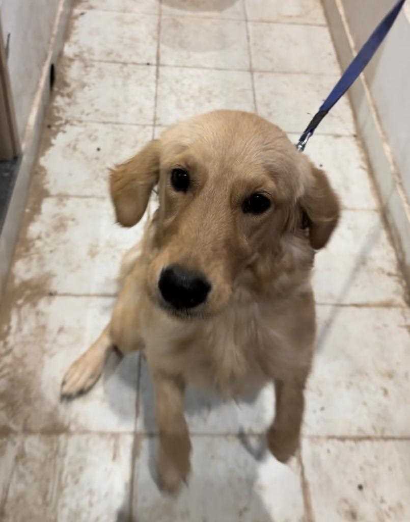 Golden Retriever For Adoption In Jaipur