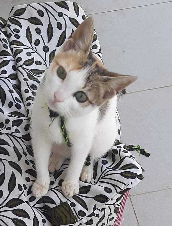 Indian Breed For Adoption In Bangalore