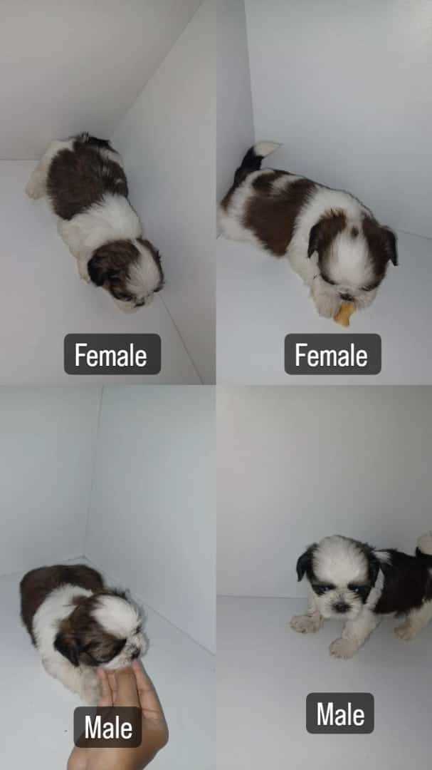 Shih Tzu For Sale In Bangalore