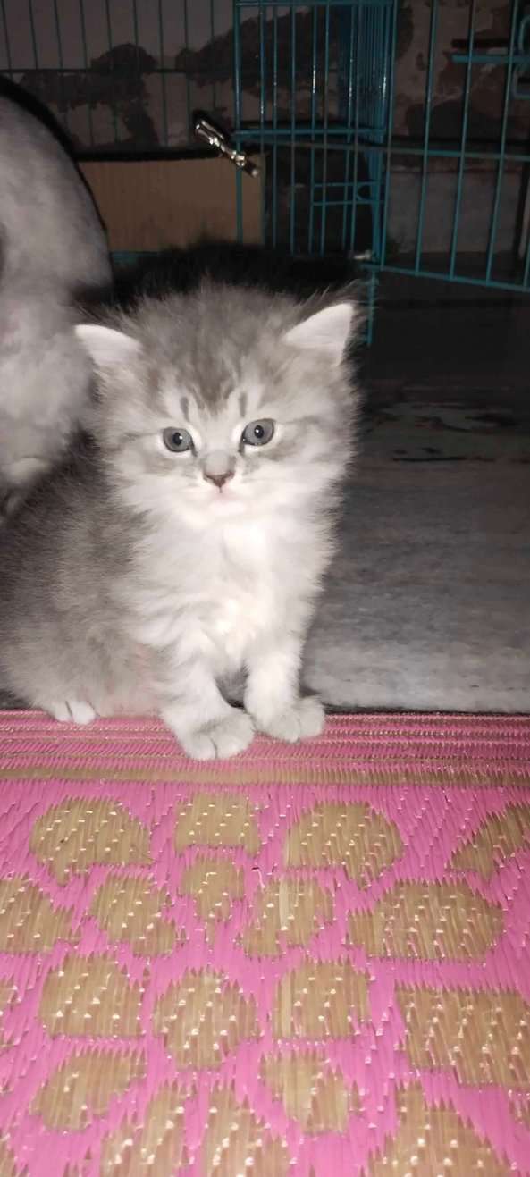Persian For Sale In Jaipur