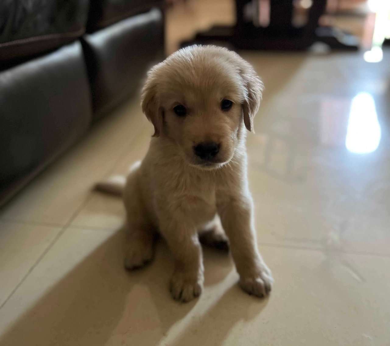 Golden Retriever For Sale In Hyderabad