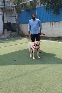 Labrador Retriever Dogs For Mating In Bangalore