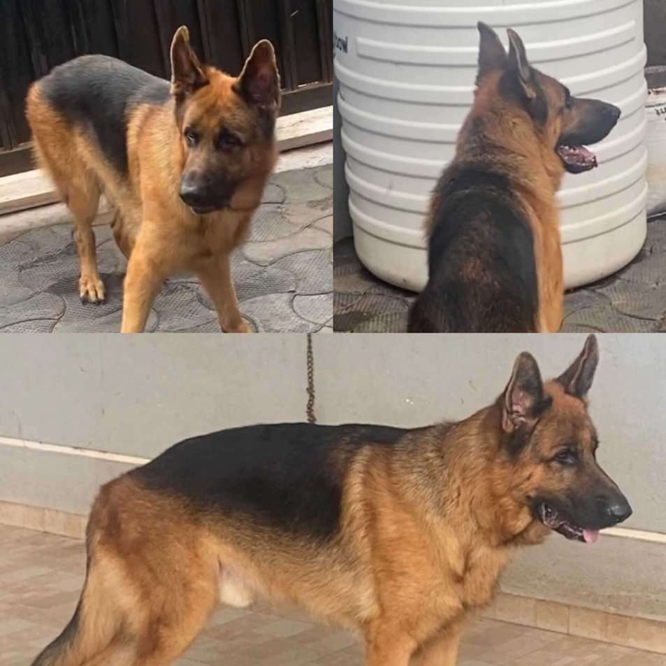 German Shepherd Dogs For Mating In Pune