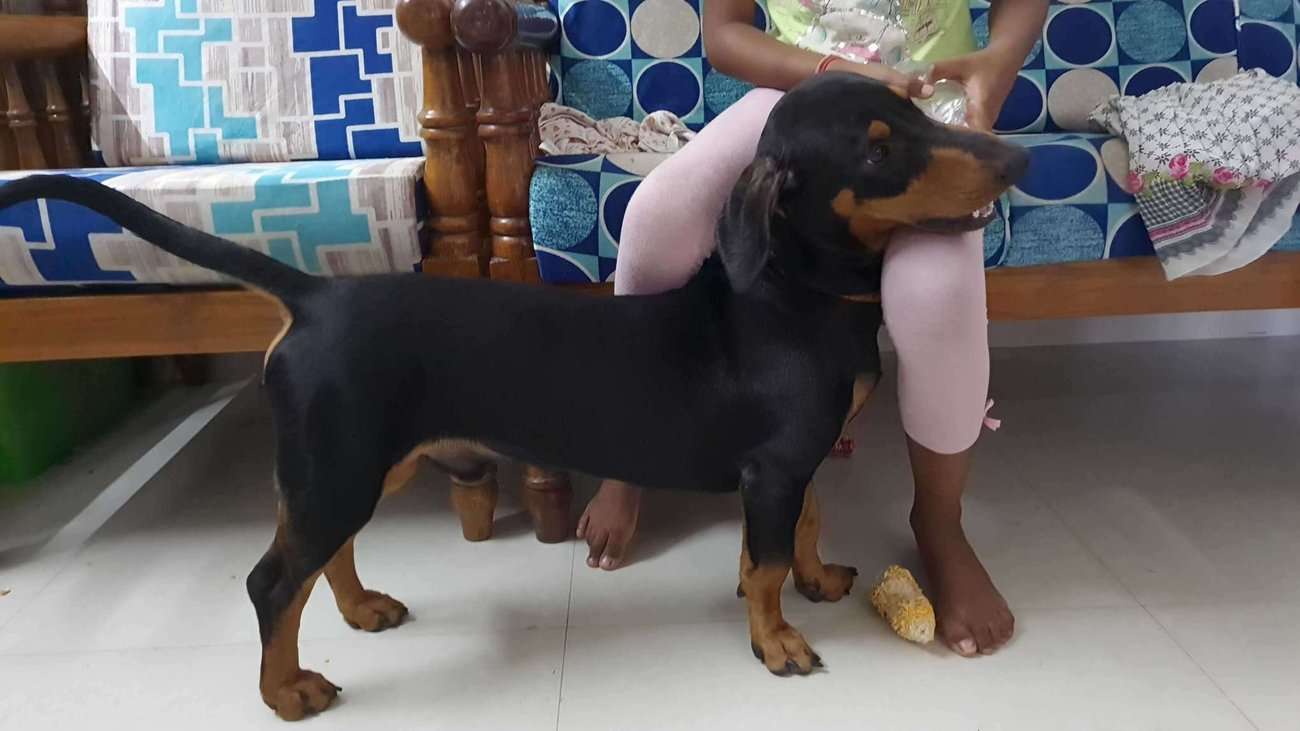 Dachshund Dogs For Mating In Chennai