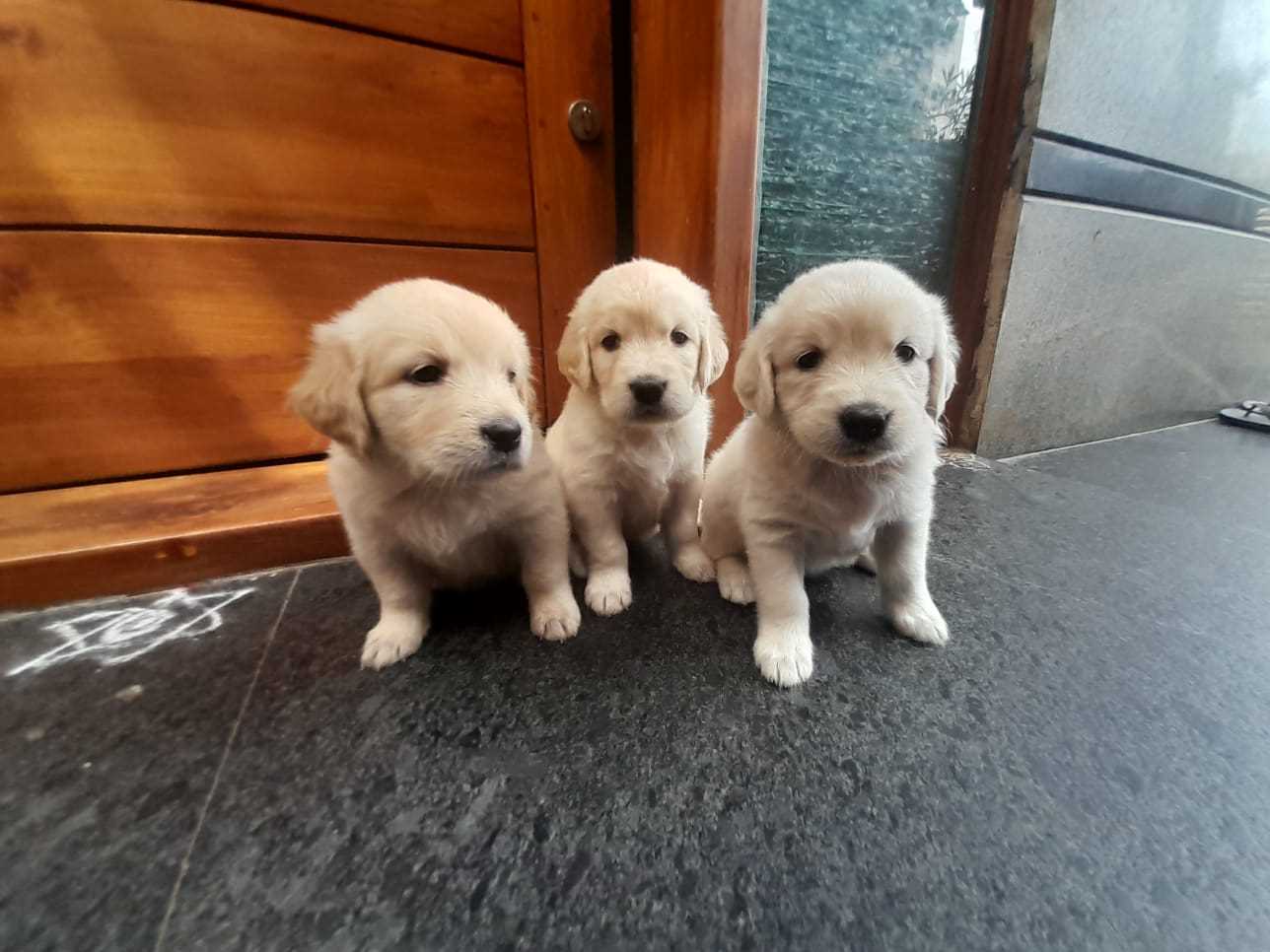Golden Retriever For Sale In Bangalore