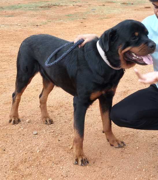 Rottweiler Dogs For Mating In Gadag Betigeri