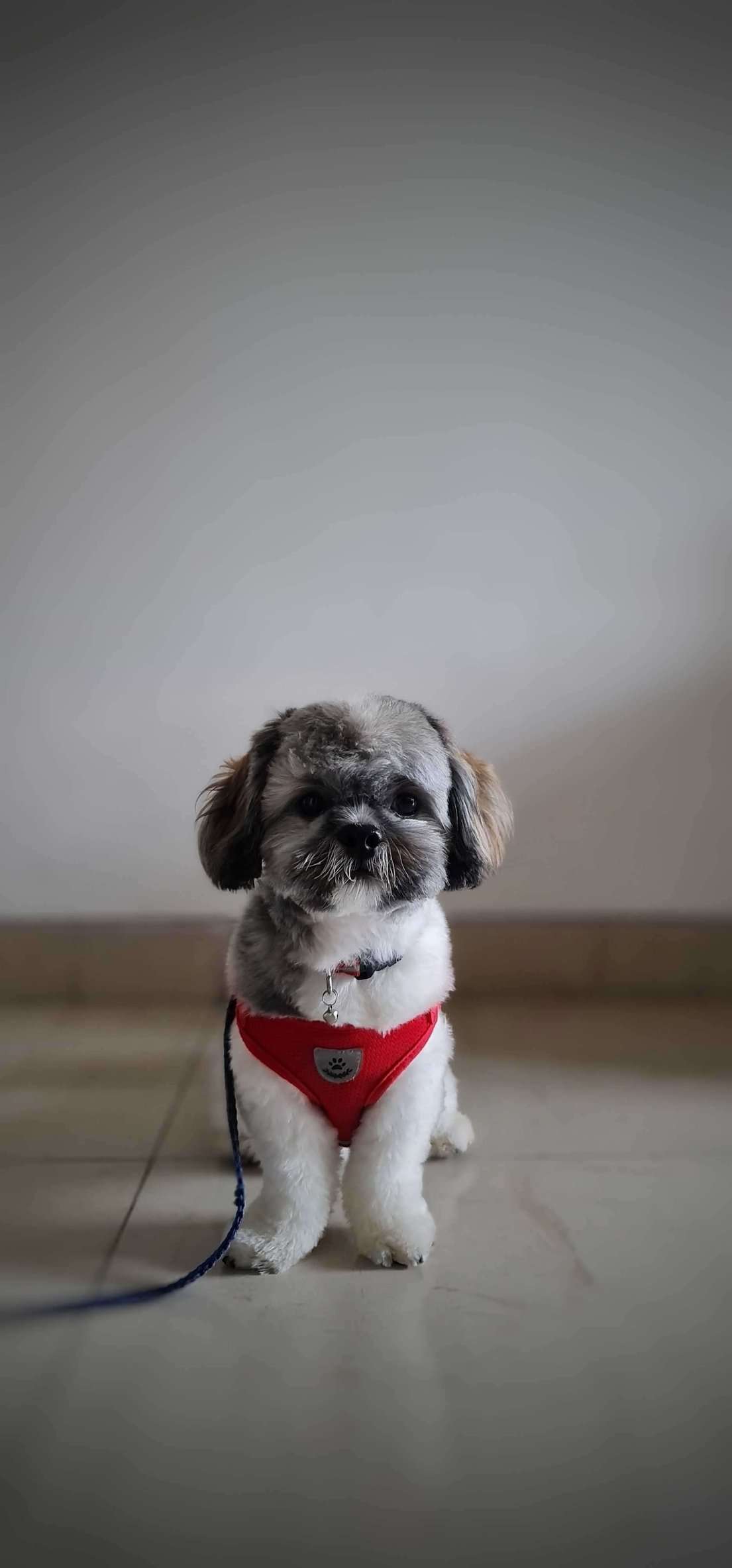 Shih Tzu Dogs For Mating In Chennai