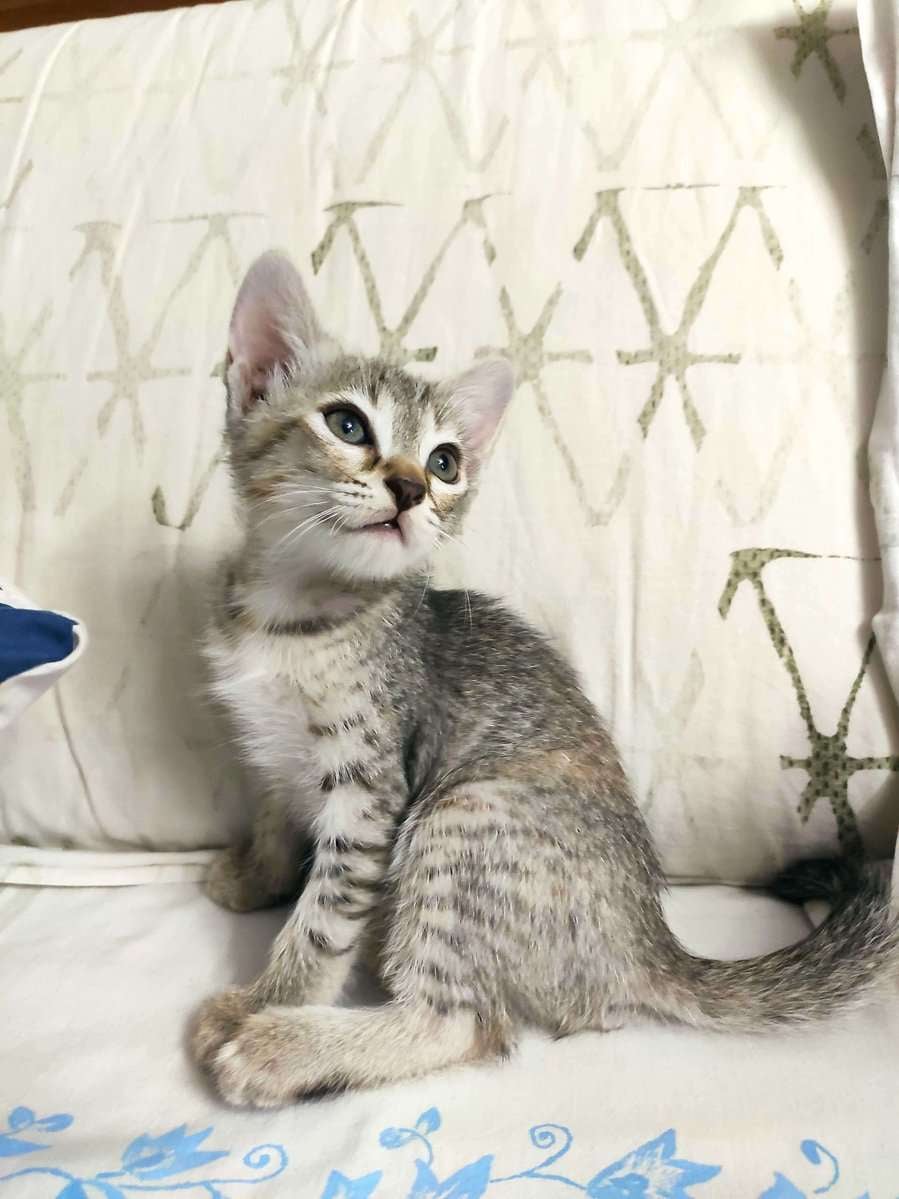Indian Breed For Adoption In Nagpur