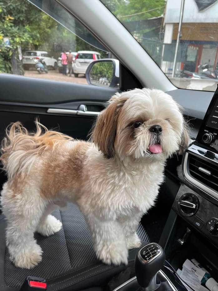Shih Tzu Dogs For Mating In Delhi