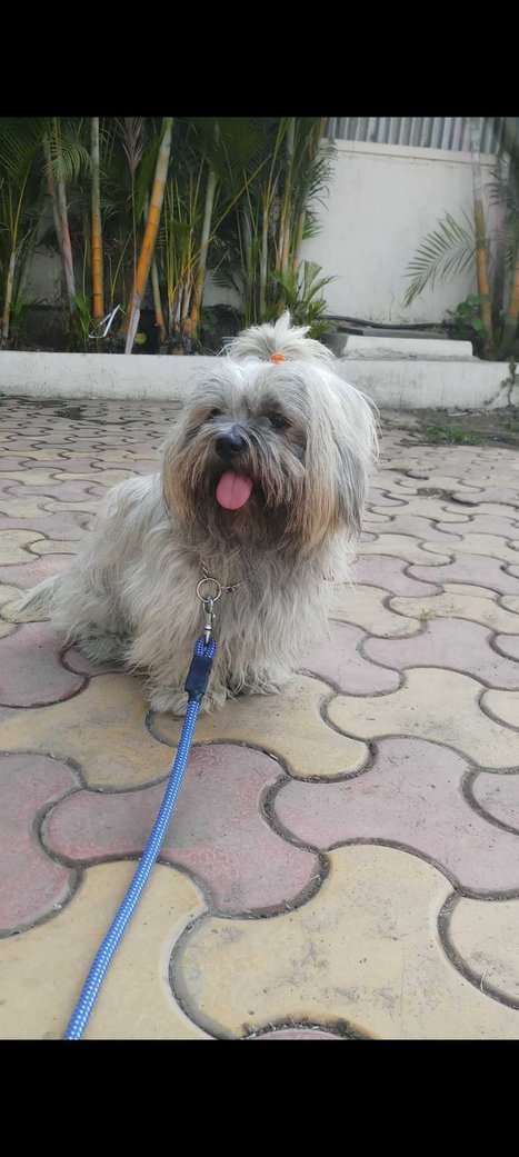 Lhasa Apso Dogs For Mating In Pune