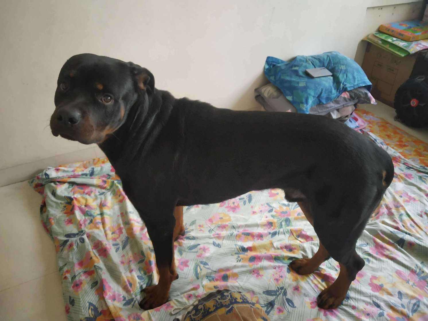 Rottweiler Dogs For Mating In Pune