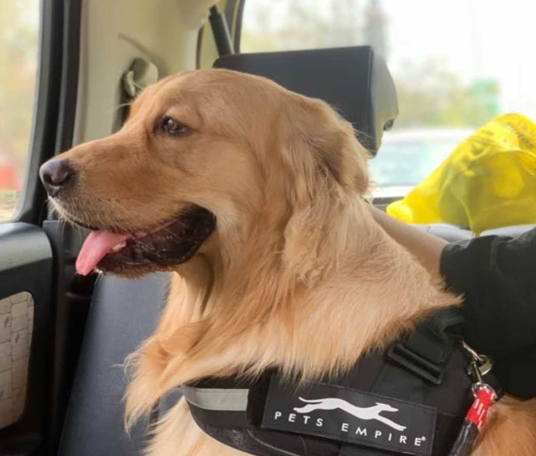 Golden Retriever Dogs For  Mating In Jaipur
