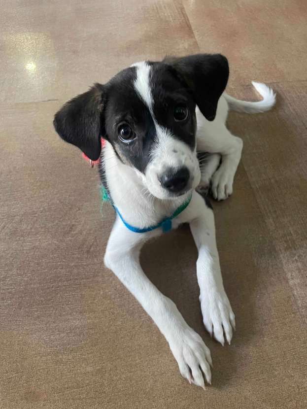 Indian Breed For Adoption In Jaipur