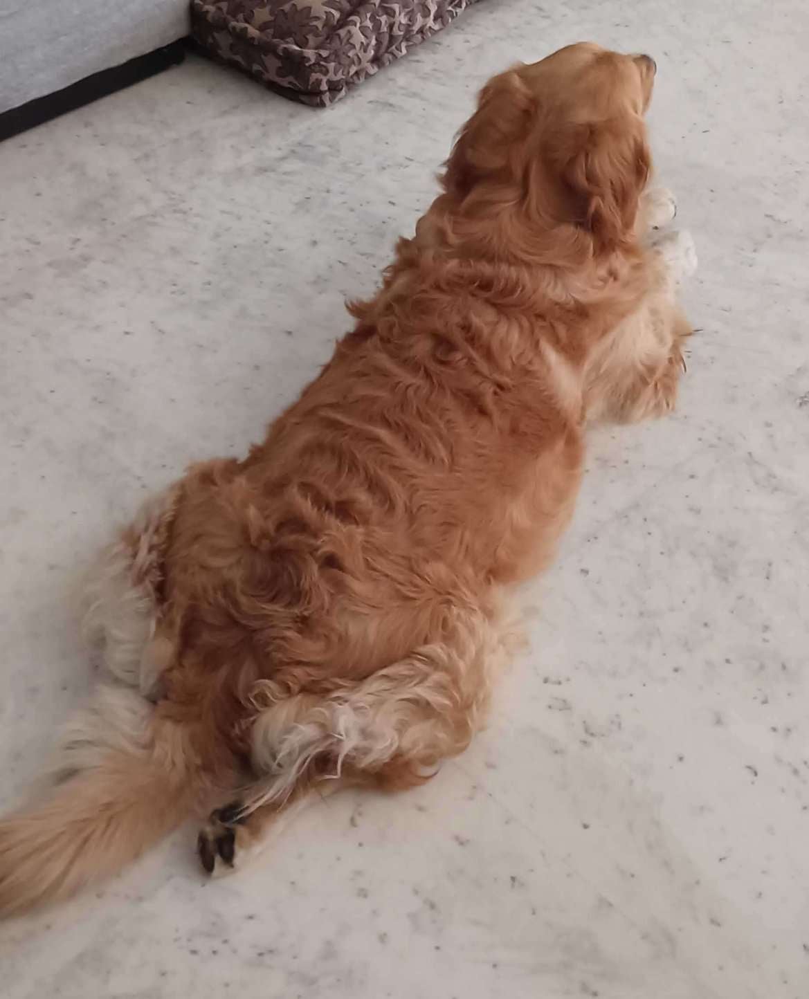 Golden Retriever Dogs For  Mating In Jaipur