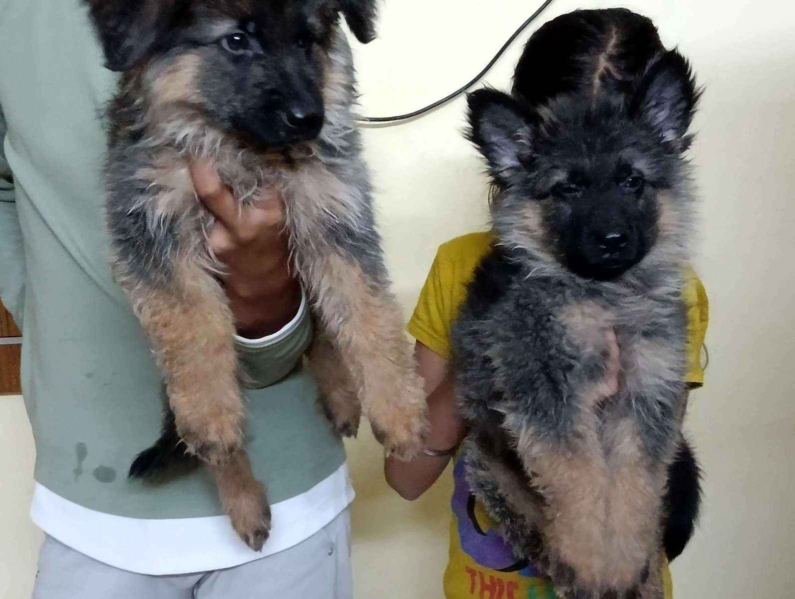 Mr n Mrs Pet