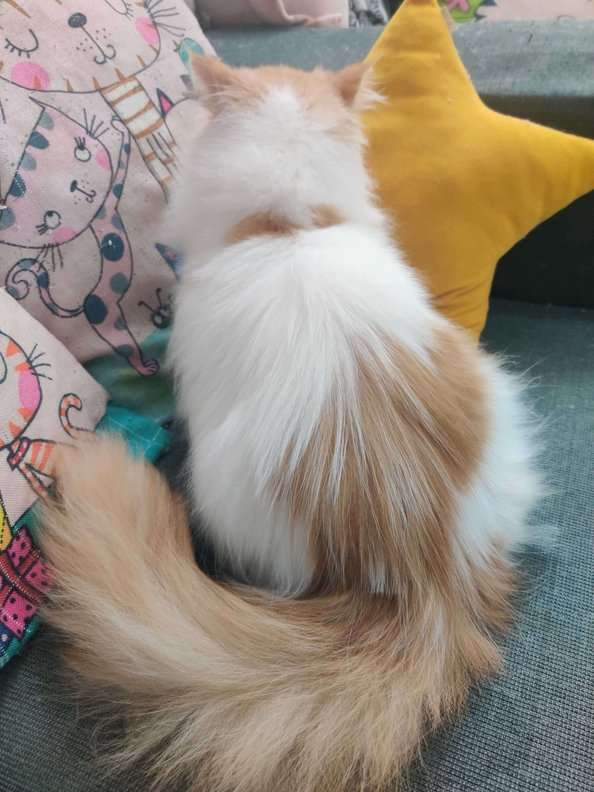 Persian For Sale In Delhi