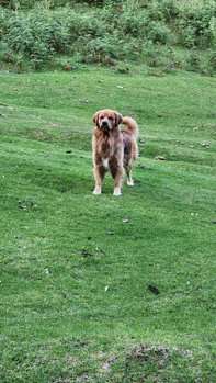 Golden Retriever Dogs For Mating In Vijayawada