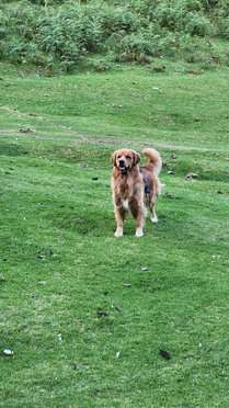 Golden Retriever Dogs For Mating In Vijayawada