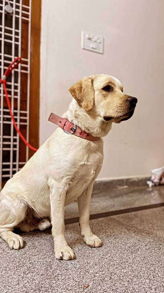 Labrador Retriever Dogs For Mating In Hyderabad