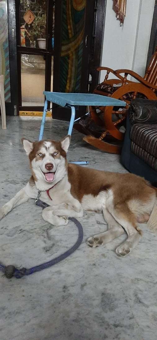 Siberian Husky Dogs For  Mating In Secunderabad