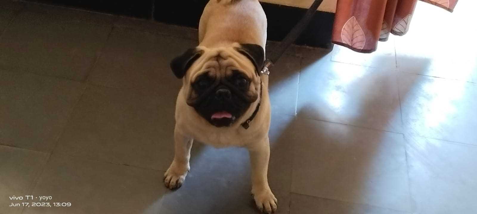 Pug Dogs For Mating In Hyderabad