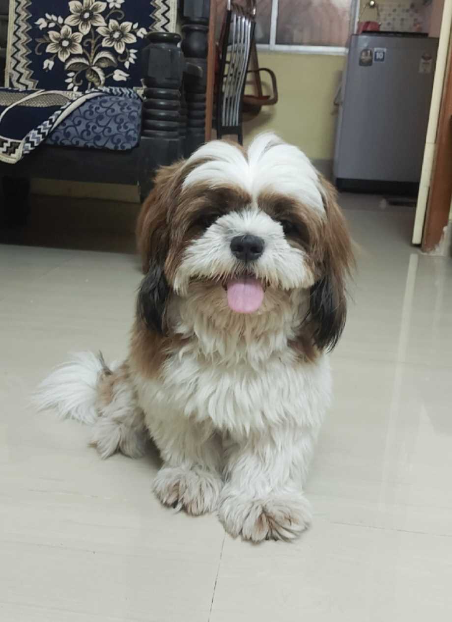 Shih Tzu Dogs For Mating In Chennai