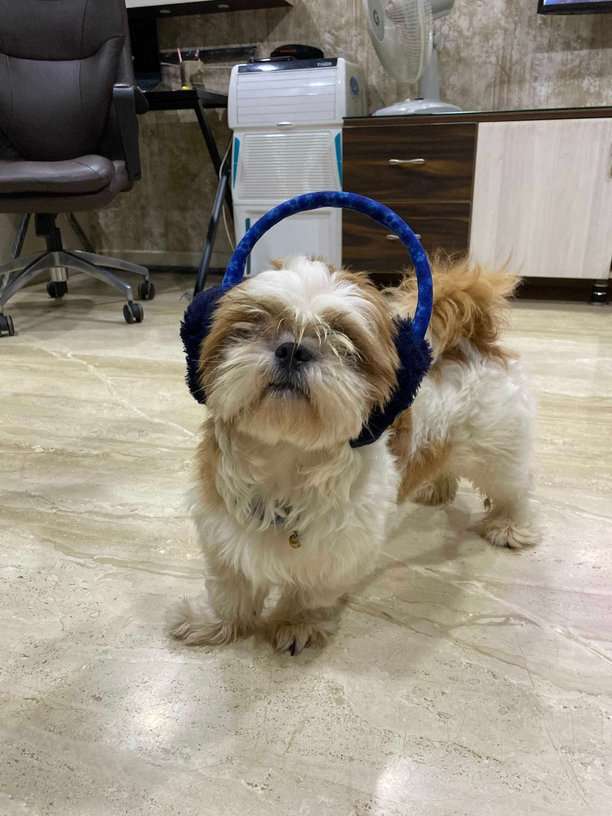 Shih Tzu Dogs For Mating In Bangalore