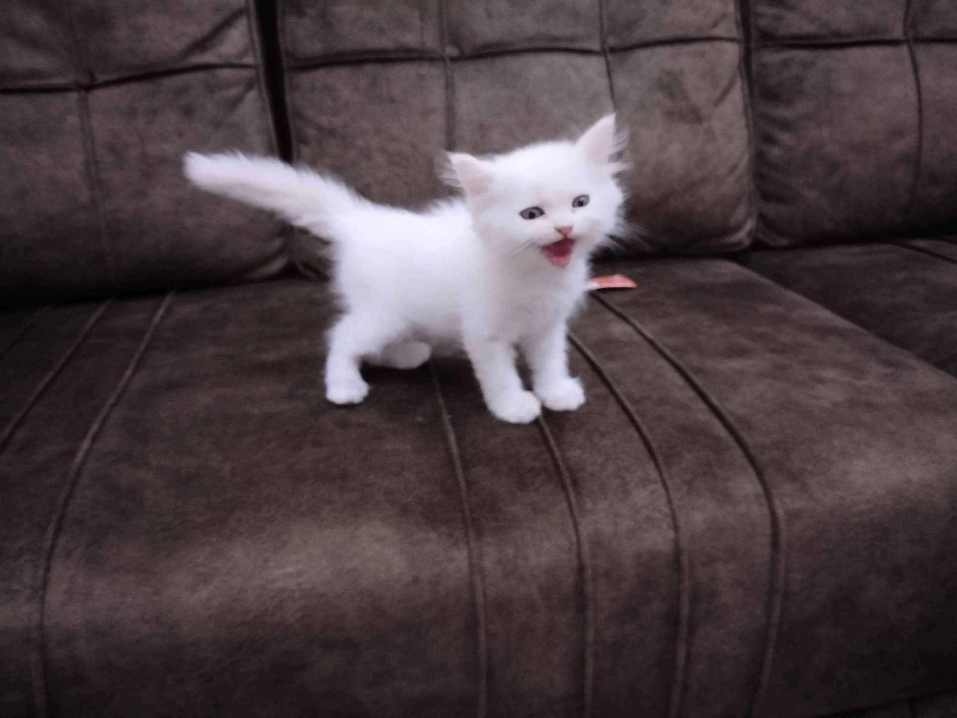 Persian For Sale In Hyderabad